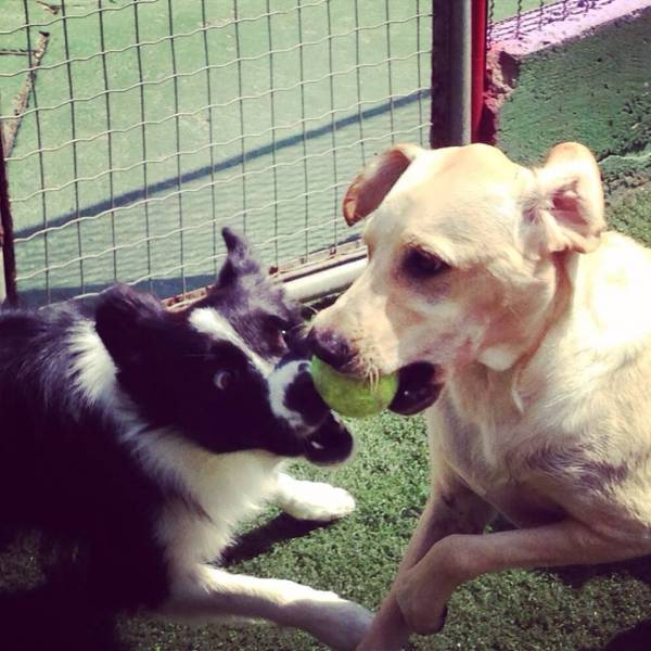 Onde Achar Daycare de Cães no Jardim Bonfiglioli - Day Care Canino