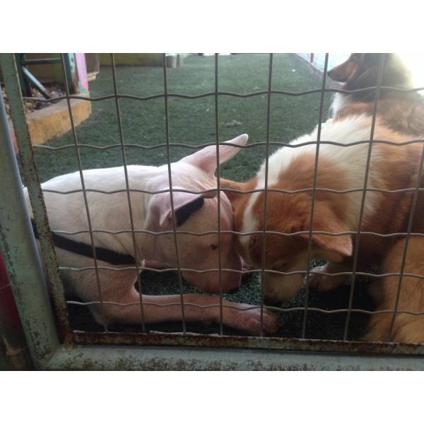 Onde Achar Daycare de Cão  no Morumbi - Serviço de Day Care para Cães