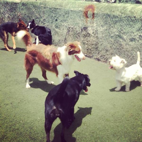 Onde Achar Daycare para Cachorros em Santo Amaro - Serviço de Day Care para Cães