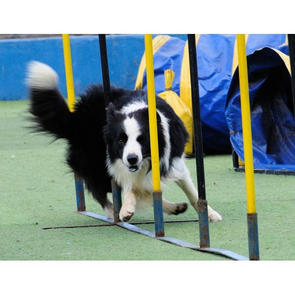 Onde Achar Hotéis de Cachorro no Campo Limpo - Hotel para Grandes Cachorros