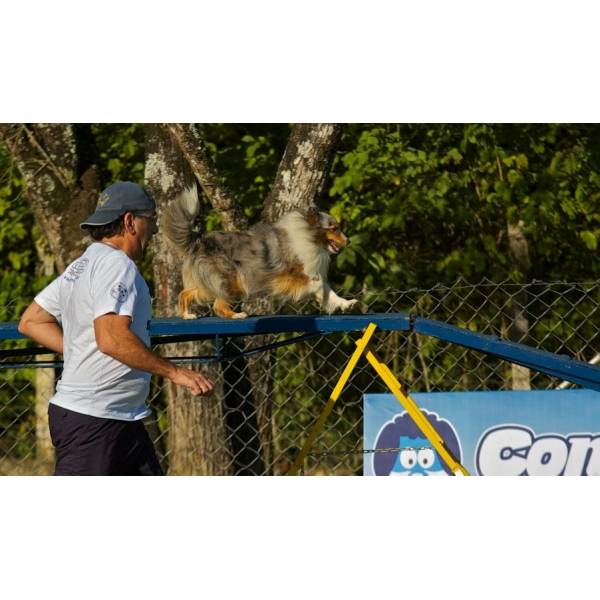 Onde Achar Hotéis de Cão em Barueri - Hotel Canil