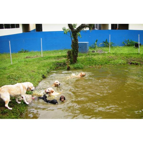 Onde Achar Hotéis para Cachorros em Raposo Tavares - Hotéis para Cães