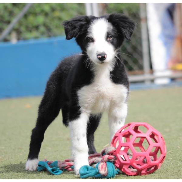 Onde Achar Hotel de Cachorro na Água Branca - Hotel para Grandes Cachorros