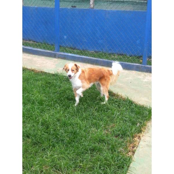 Onde Achar Hotel de Cachorros no Itaim Bibi - Hotel para Cães em Santo Amaro