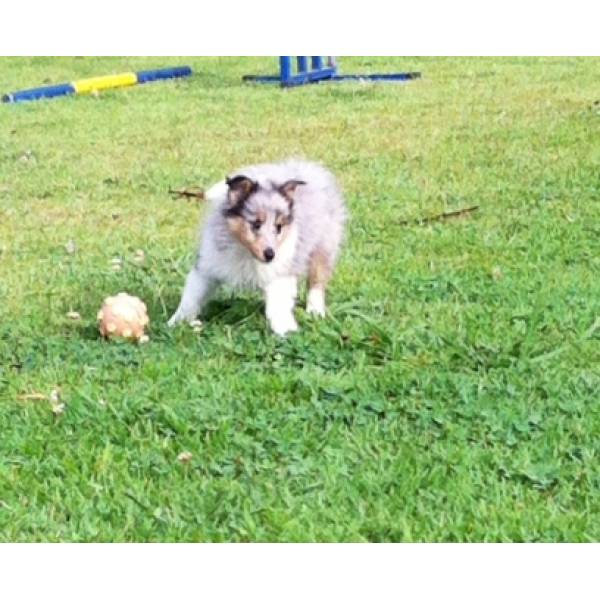 Onde Achar Hotel para Cães em Raposo Tavares - Hotel Canil