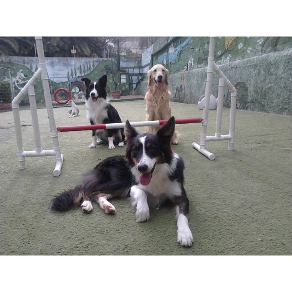 Onde Encontrar Adestradores para Cachorro em Sumaré - Adestrador de Cães em São Paulo