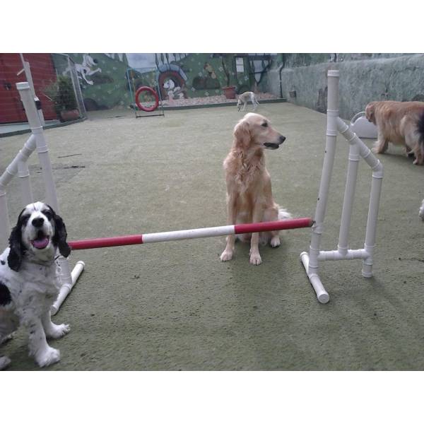 Onde Encontrar Adestradores para Cão em Taboão da Serra - Adestrador Profissional de Cães Onde Encontrar Adestradores para Cão em Taboão da Serra - Adestrador Profissional de Cães