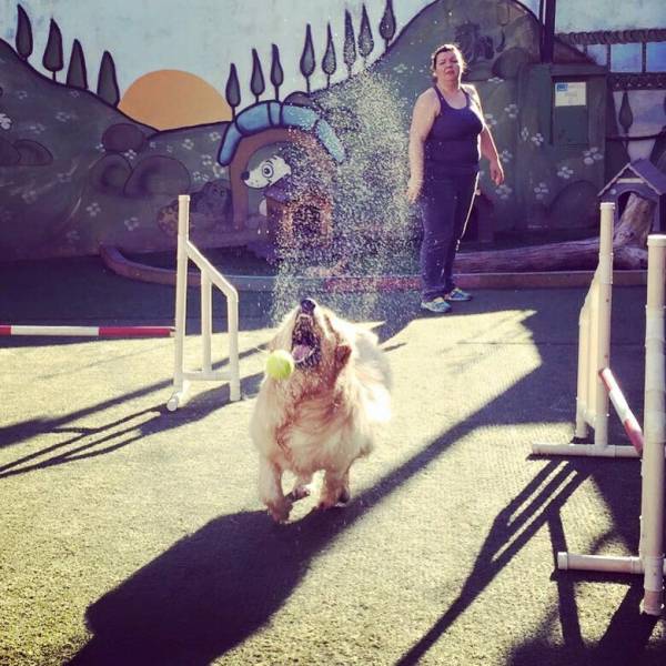 Onde Encontrar Adestramento de Cães no Jardins - Adestramento de Cães no Brooklin