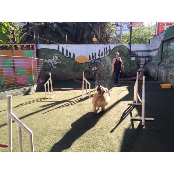 Onde Encontrar Adestramento de Cão no Alto de Pinheiros - Serviço de Adestramento de Cães