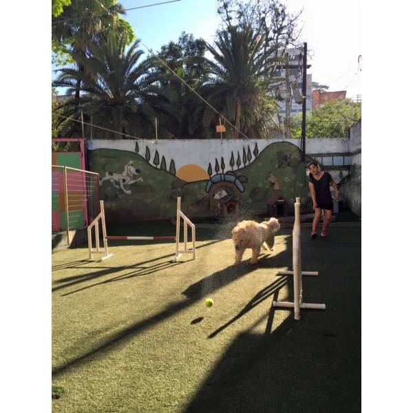 Onde Encontrar Adestramento para Cachorros no Alto da Lapa - Adestramento de Cães