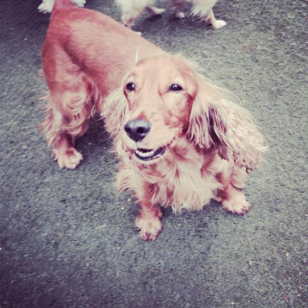 Onde Encontrar Daycare Canino em Jandira - Serviço de Day Care para Cães