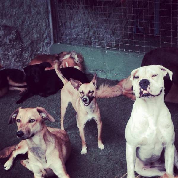 Onde Encontrar Daycare de Cães no Jardim Bonfiglioli - Daycare Cachorro