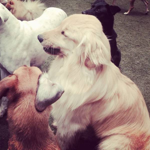 Onde Encontrar Daycare de Cão  em Santana de Parnaíba - Dog Care na Berrini