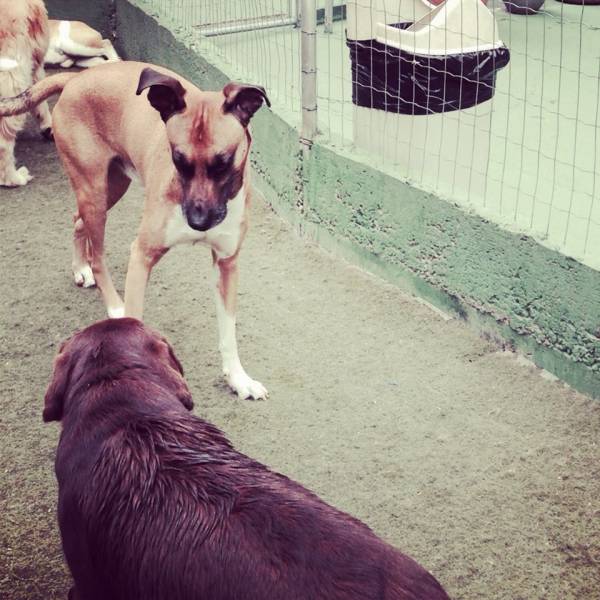 Onde Encontrar Daycare na Vila Leopoldina - Daycare Cachorro