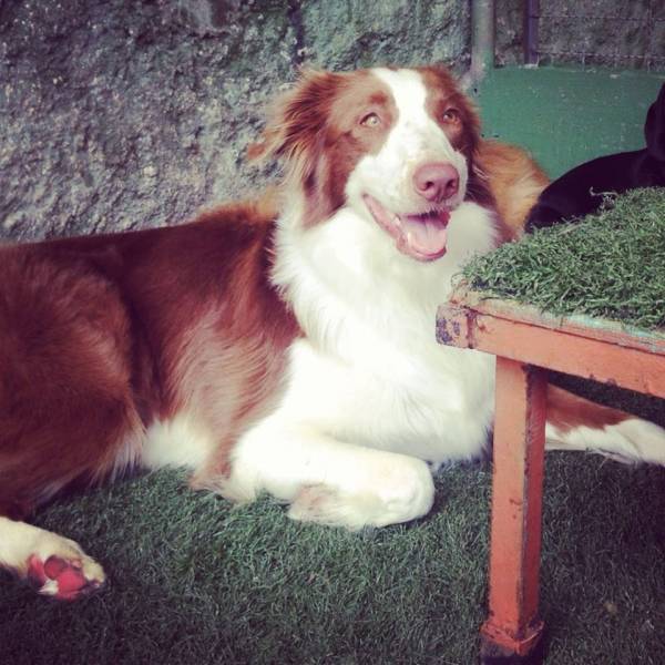 Onde Encontrar Daycare para Cachorros no Alto de Pinheiros - Serviço de Day Care para Cães