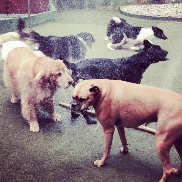 Onde Encontrar Daycare para Cão  no Aeroporto - Serviço de Day Care para Cães