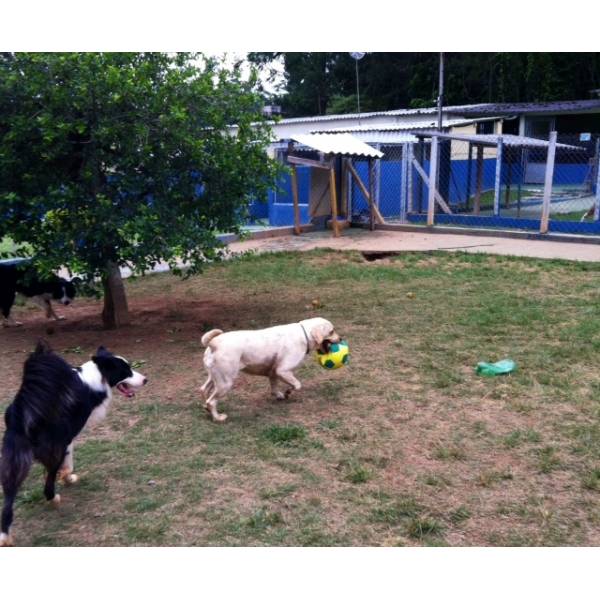 Onde Encontrar Hotéis de Cachorro no Jardim São Luiz - Hotel Cão