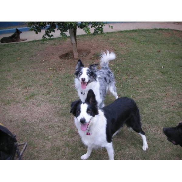 Onde Encontrar Hotéis de Cachorros em Pinheiros - Hotel para Cães em Santo Amaro