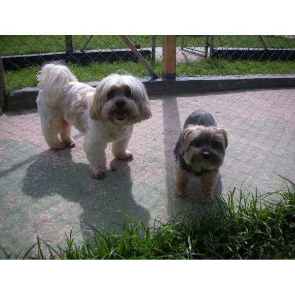 Onde Encontrar Hotéis de Cães no Aeroporto - Hotel para Cães em Santo Amaro