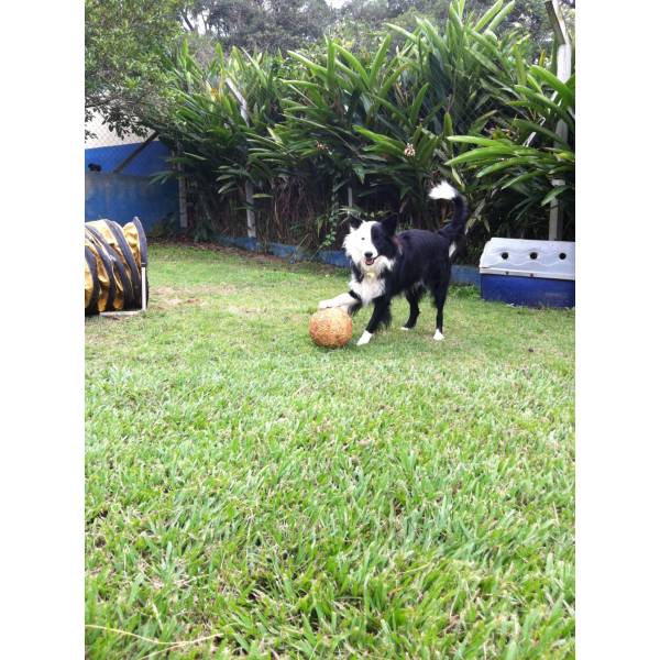 Onde Encontrar Hotéis de Cão em Cotia - Hotel para Cães no Morumbi