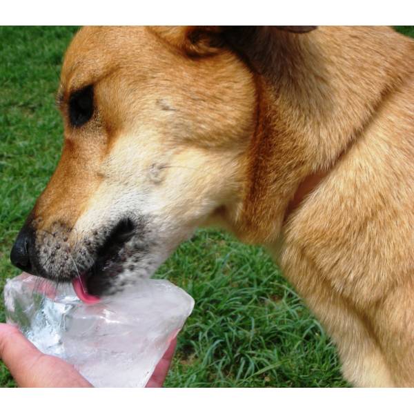 Onde Encontrar Hotéis para Cão em Carapicuíba - Hotel Cão