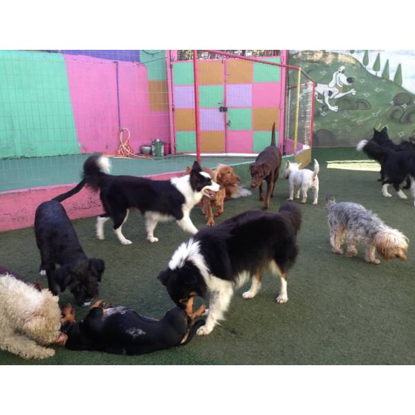Onde Encontrar Hoteizinhos de Cachorro  na Cidade Dutra - Hotelzinho para Cães SP