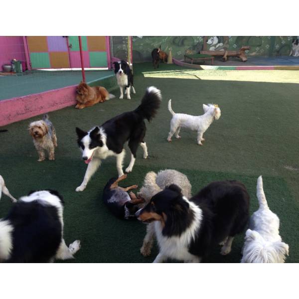 Onde Encontrar Hoteizinhos de Cachorros  em Pinheiros - Hotelzinho para Cães SP