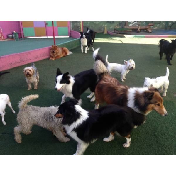 Onde Encontrar Hoteizinhos para Cachorros  na Vila Andrade - Hotelzinho para Cachorro em SP