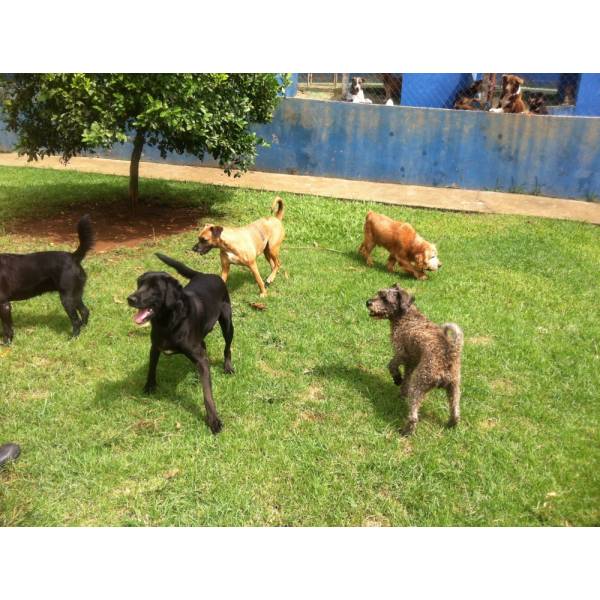 Onde Encontrar Hotel de Cachorro na Pedreira - Hotel Cão