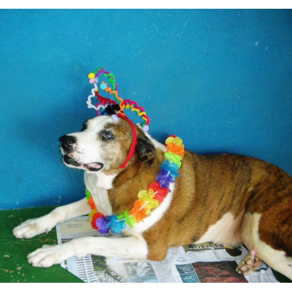 Onde Encontrar Hotel de Cão no Socorro - Hotel para Cães em Santo Amaro