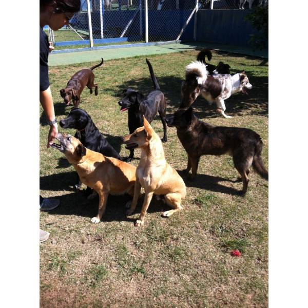 Onde Encontrar Hotel para Cão em Interlagos - Hotel para Cães em Santo Amaro