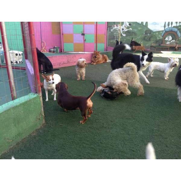 Onde Encontrar Hotelzinho de Cachorro na Cidade Jardim - Hotelzinho para Cães SP