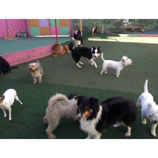 Onde Encontrar Hotelzinho de Cachorros  em Itapevi - Hotelzinho para Cães SP