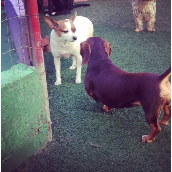 Onde Encontrar Hotelzinho para Cães em Carapicuíba - Hotelzinho para Cachorro em SP