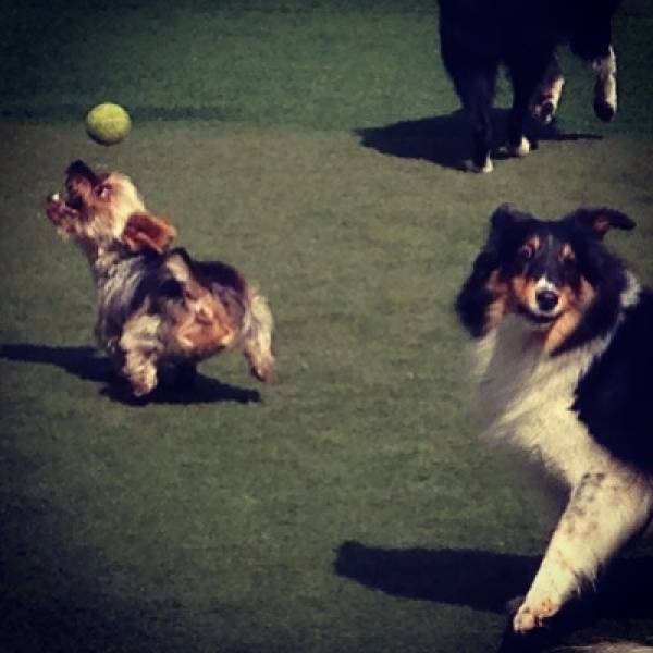 Onde Tem Adestrador para Cachorro no Campo Belo - Adestrador de Cães no Itaim Bibi