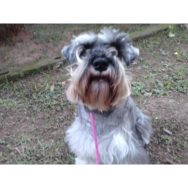 Onde Tem Adestrador para Cães em Interlagos - Adestrador de Cães em SP