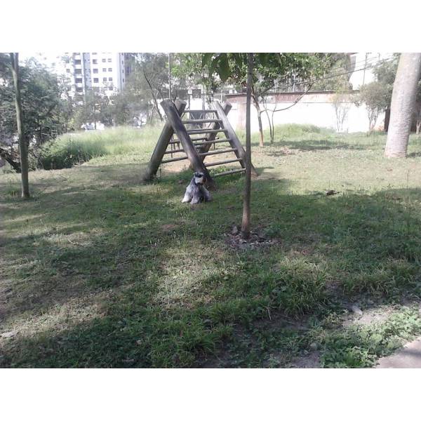 Onde Tem Adestrador para Cão no Jardim América - Adestrador Canino