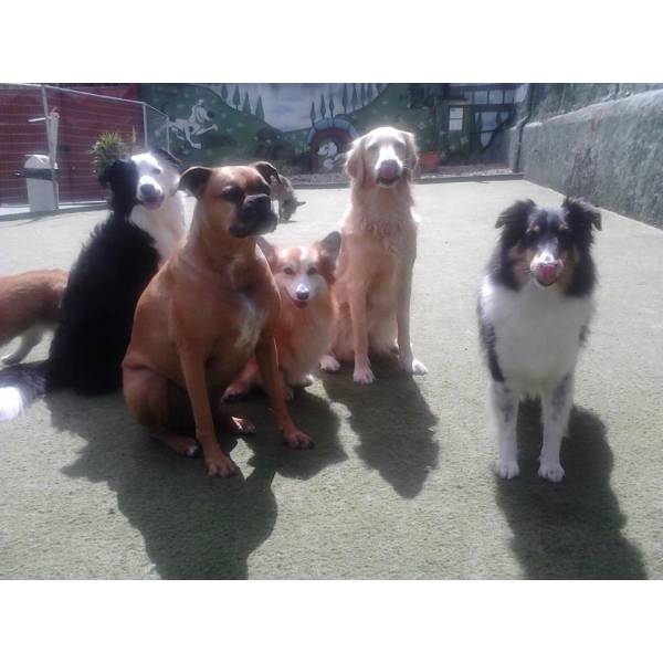Onde Tem Adestradores para Cachorro no Ibirapuera - Adestrador de Cães na Zona Sul