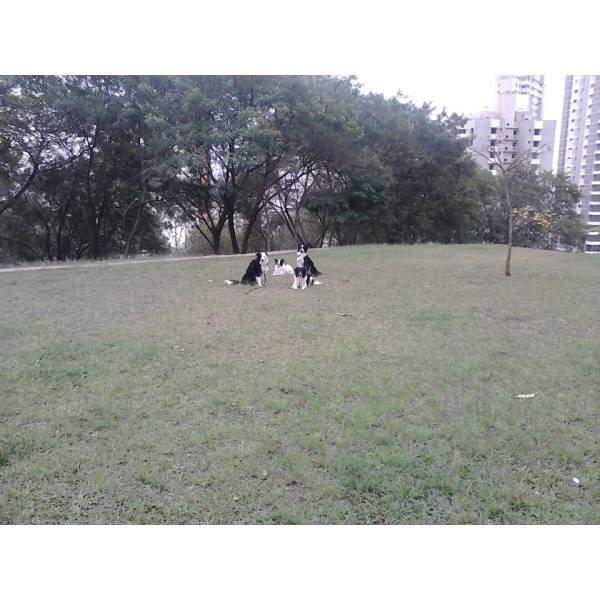 Onde Tem Adestradores para Cão em Jandira - Adestrador de Cães em SP