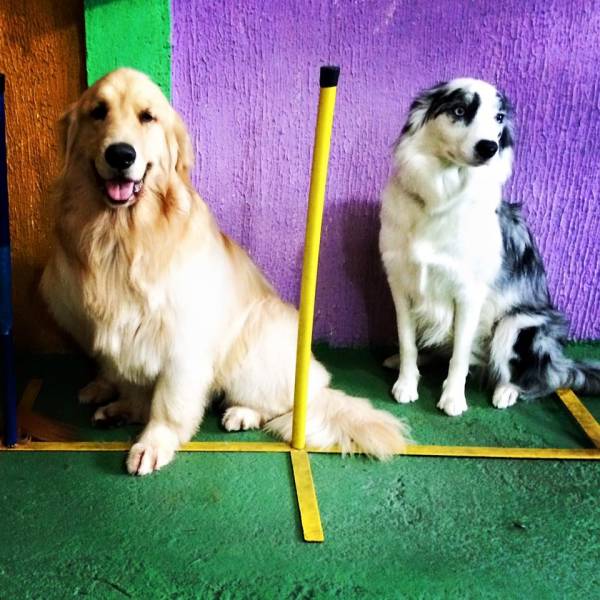 Onde Tem Adestramento de Cachorro no Aeroporto - Adestramento de Cães na Zona Sul