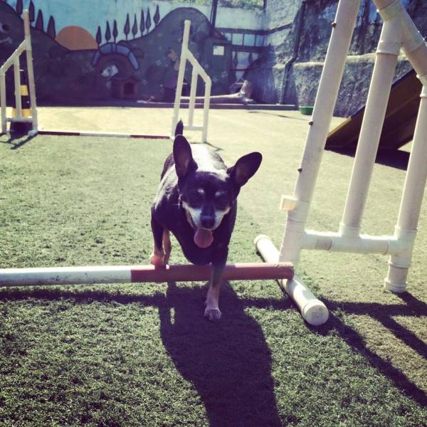 Onde Tem Adestramento de Cachorros na Vila Leopoldina - Adestramento de Cães no Brooklin