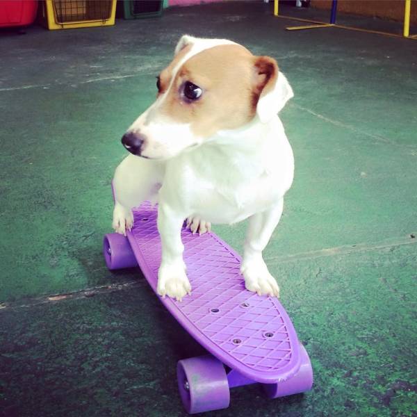 Onde Tem Adestramento de Cão em Embu das Artes - Serviço Adestramento de Cachorro Filhote