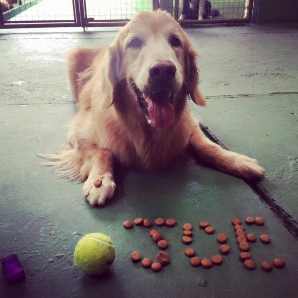 Onde Tem Adestramento para Cachorros em Cajamar - Serviço Adestramento de Cachorro Filhote