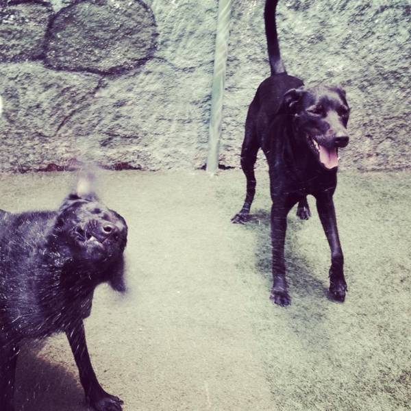 Onde Tem Daycare de Cachorro em Carapicuíba - Serviço de Day Care para Cães