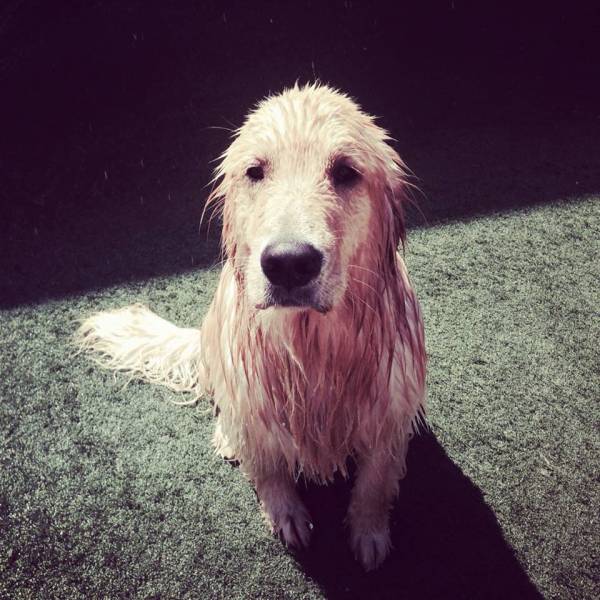 Onde Tem Daycare de Cachorros no Morumbi - Dog Care na Berrini