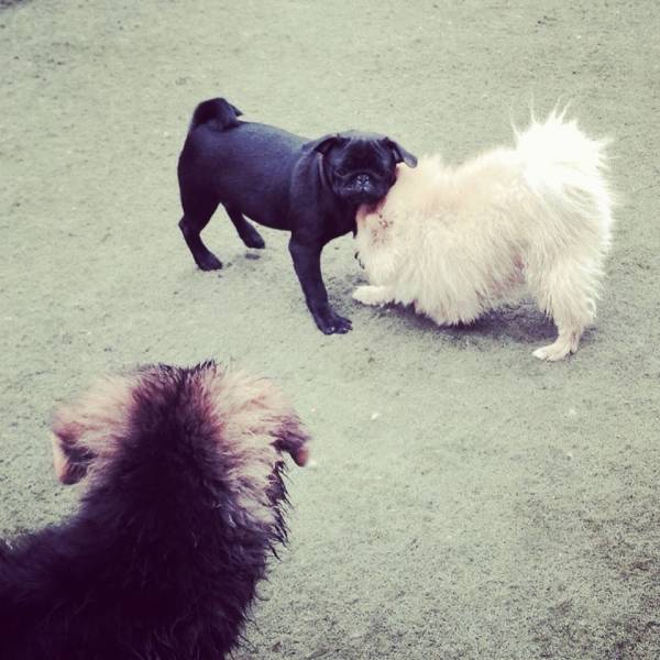 Onde Tem Daycare de Cão  em Cajamar - Daycare Cachorro