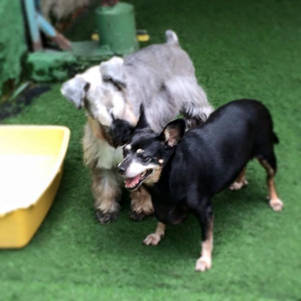 Onde Tem Daycare em Vargem Grande Paulista - Serviço de Day Care para Cães