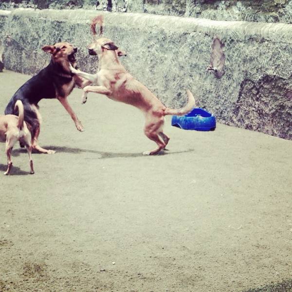 Onde Tem Daycare para Cachorros no Rio Pequeno - Serviço de Day Care para Cães