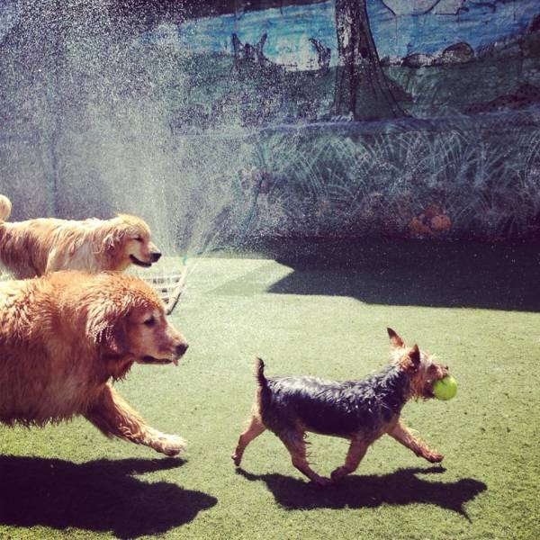 Onde Tem Daycare para Cães no Campo Belo - Dog Care na Berrini