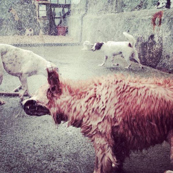 Onde Tem Daycare para Cão  na Pedreira - Daycare Dogs